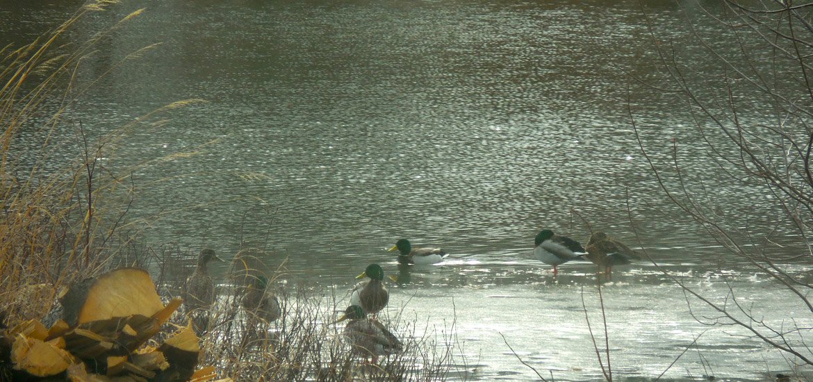 snslider1